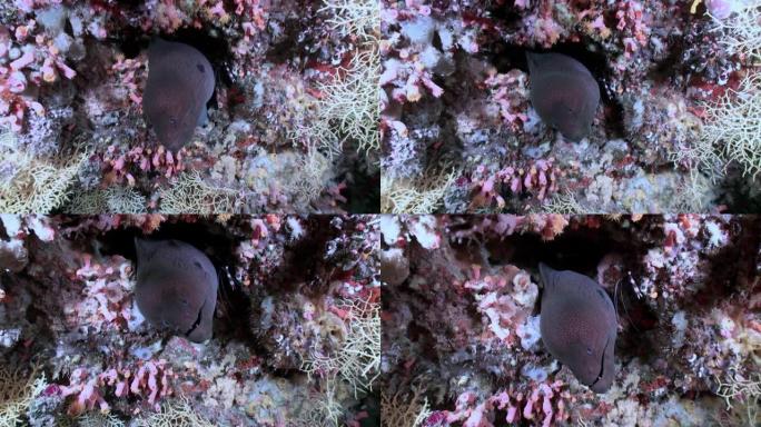 海底珊瑚下的海鳗在马尔代夫的水下偷窥特写。