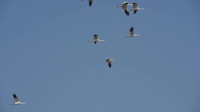 白鹤在天空中飞翔