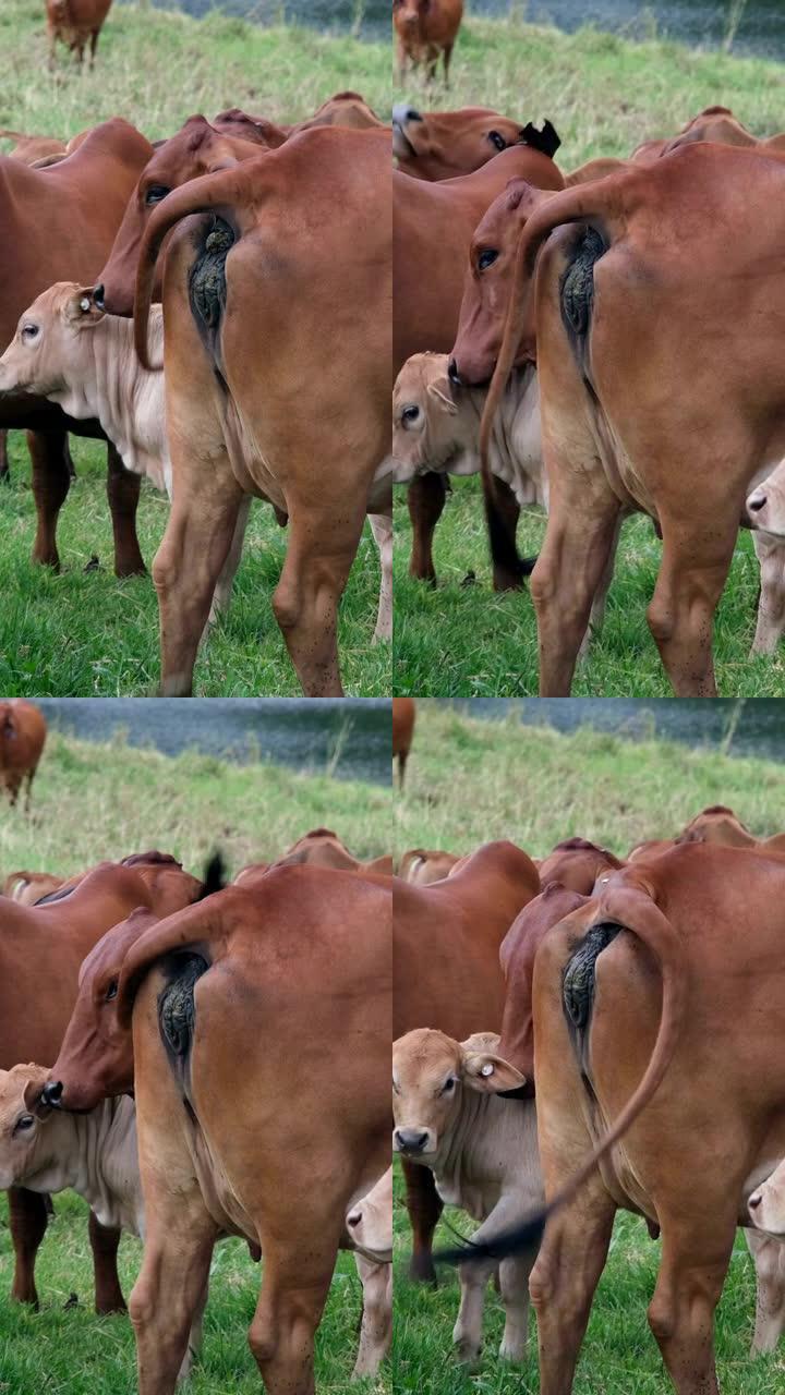牛在田野里大便，周围还有其他牛-肖像