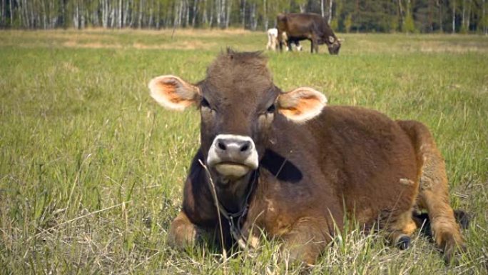 公牛和母牛在草地上，看着相机。慢动作，慢动作