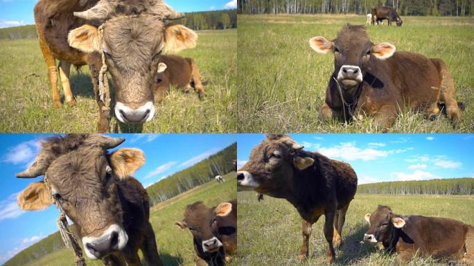 公牛和母牛在草地上，看着相机。慢动作，慢动作
