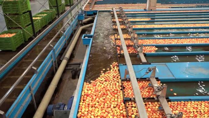 苹果加工厂内部，苹果在水槽中通过某种水输送机运输