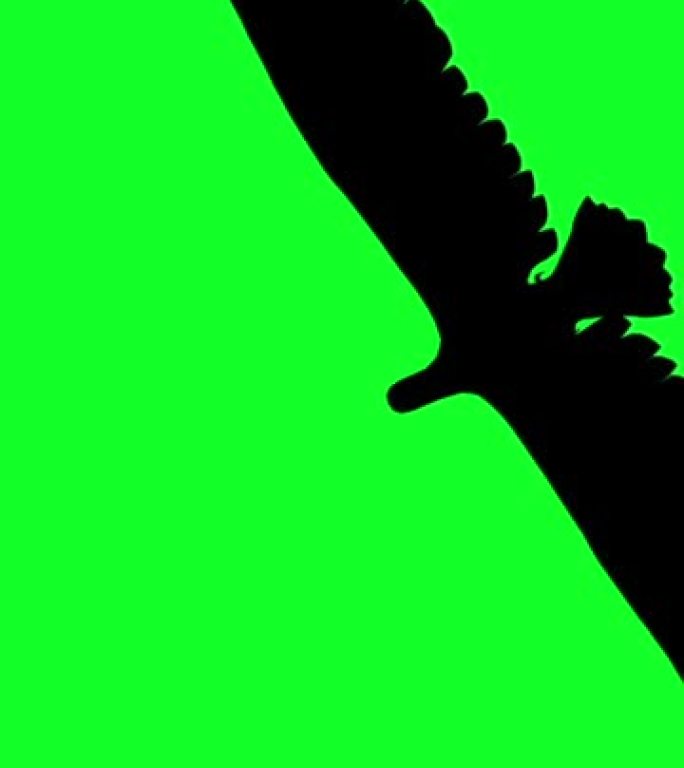 3d垂直视频动画-绿屏飞行中的秃鹰剪影