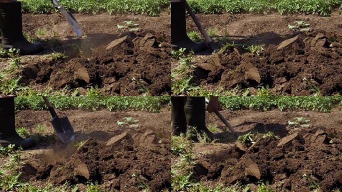 耕作。农民在花园里挖铲土铲挖铲草。园丁挖土整备。男子在地上铲土。园艺。橡胶靴农场的农业花园工作