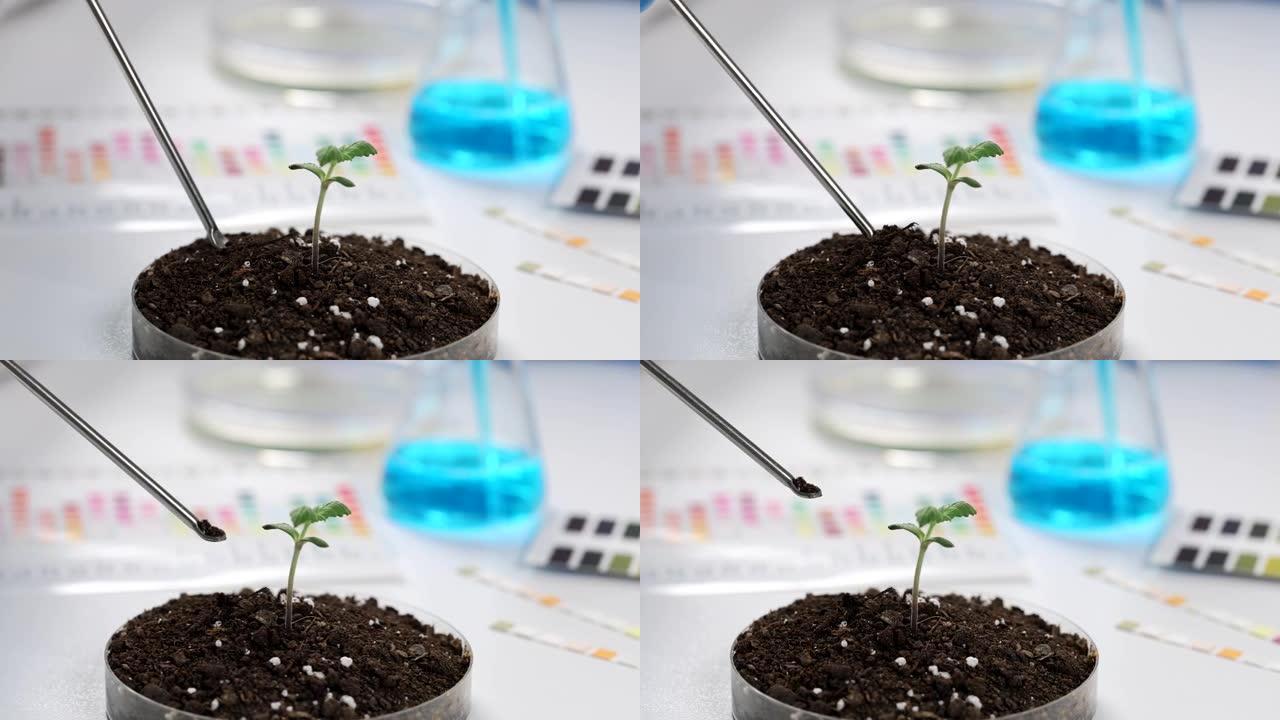 化学家科学家用植物芽特写4k电影慢动作从培养皿中取出化学勺子土壤