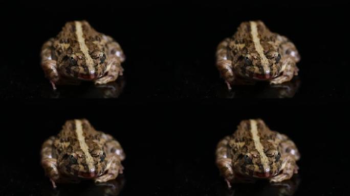 吃螃蟹的青蛙或红树林青蛙Fejervarya cancrivora在黑色背景