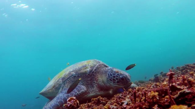 海龟在安达曼海的热带水域吃珊瑚