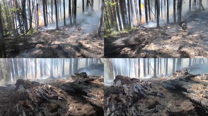 森林中的野火特写镜头。森林砍伐和全球变暖概念。森林野火灾害，干燥灌木丛燃烧，火灾原因，生态，地球，气