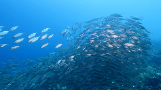 在加勒比海的珊瑚礁中，有大眼鱼的海景