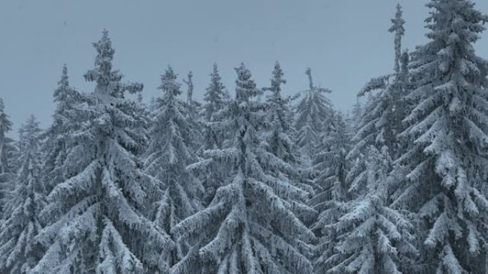 空中俯视无人机拍摄了斯洛伐克塔特拉山脉积雪覆盖的松树和云杉森林。自然与生态概念形象中的美。