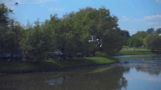 海鸥在城市景观的背景下飞越城市湖面。慢动作，慢动作