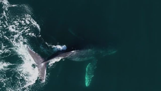 座头鲸的Lobtailing，与拍打尾巴的噪音进行交流-Megaptera novaeangliae