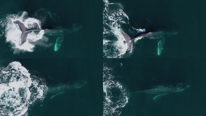 座头鲸的Lobtailing，与拍打尾巴的噪音进行交流-Megaptera novaeangliae