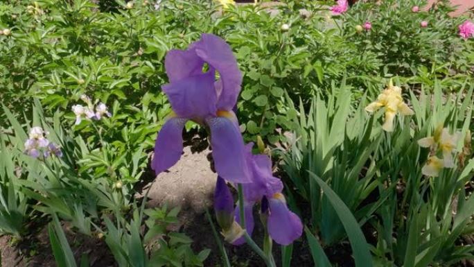 在其他花朵中绽放的紫色鸢尾茎