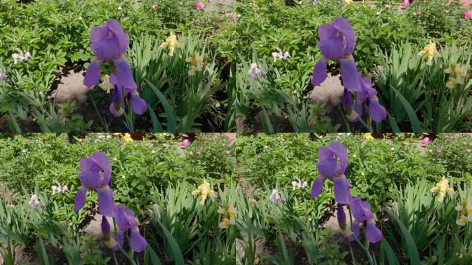 在其他花朵中绽放的紫色鸢尾茎