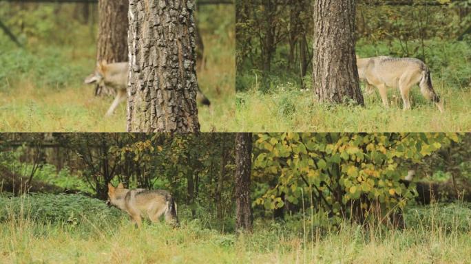 狼，犬狼疮，灰狼，灰狼在夏季森林中嗅探和奔跑。野生的成年狼