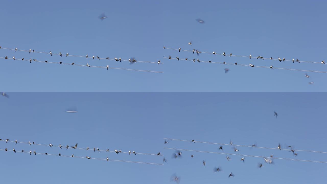 很多鸟在飞翔