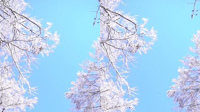 白雪皑皑的树木映入蓝天