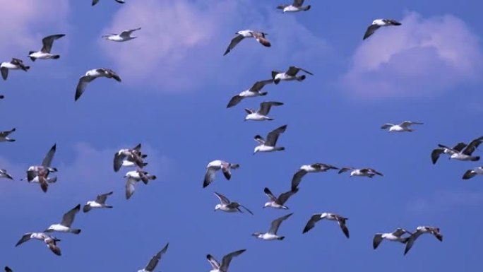 一群海鸟，海鸥在天空。