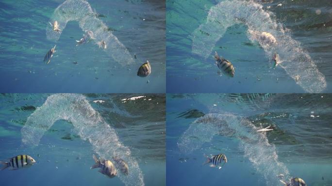殖民地的pyosoma被膜在阳光照耀下的蓝色水面下漂移，中士鱼的浅滩游动着araund。慢动作，焦体
