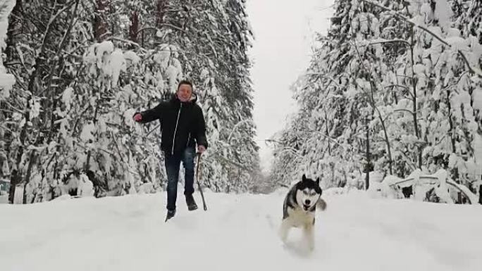 在冬季森林中，一个穿着黑色夹克和牛仔裤的男人与西伯利亚哈士奇狗一起奔跑，这是慢动作镜头。松杉林，和狗
