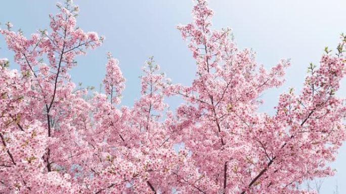 樱桃花概念。日本樱花。花美，粉色川津-扎库拉花，4k慢动作镜头，向上倾斜。