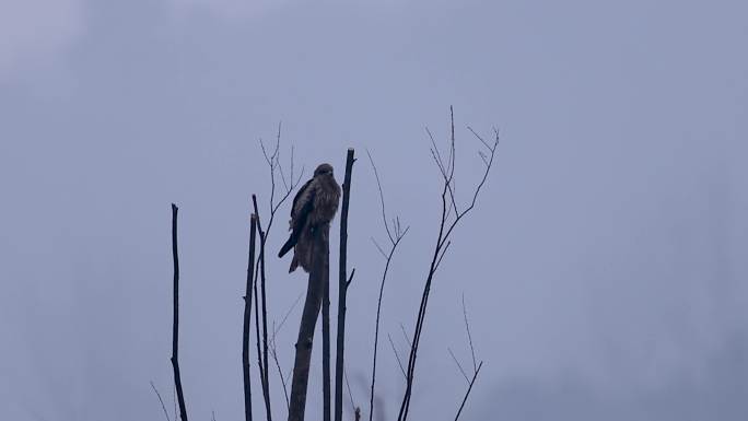 树枝上的黑耳鸢、老鹰、麻鹰等待食物