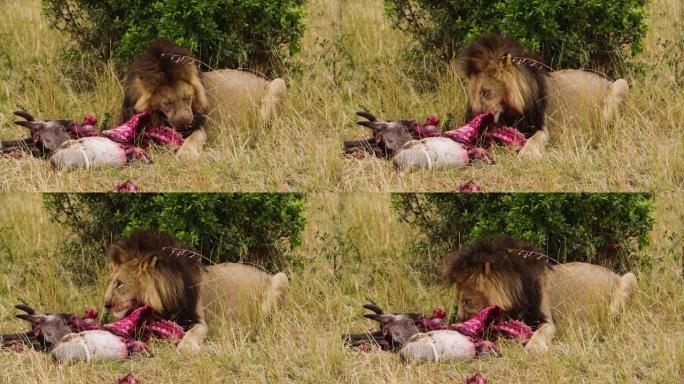 特写野生狮子撕裂肯尼亚的猎物。