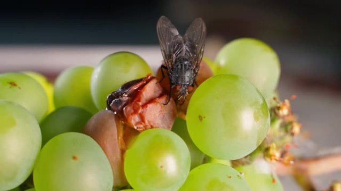 一只苍蝇以变质的葡萄为食特写