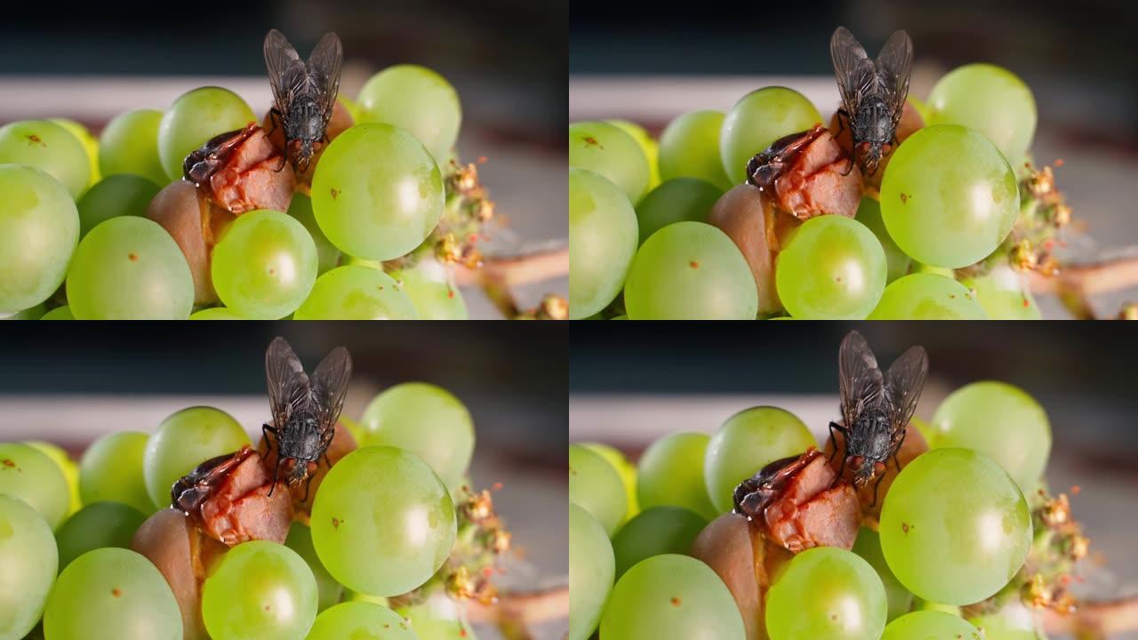 一只苍蝇以变质的葡萄为食特写