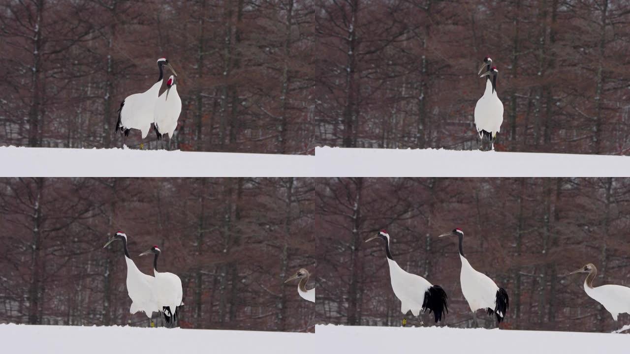 三只丹顶鹤在雪地上玩耍。