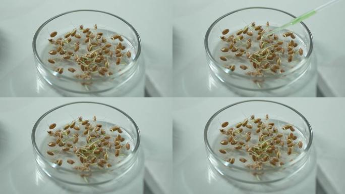 实验室科学家向发芽的种子撒上溶液以加速生长