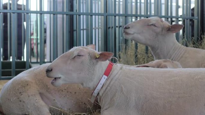 在动物展览，贸易展览会上吃干草的白羊群