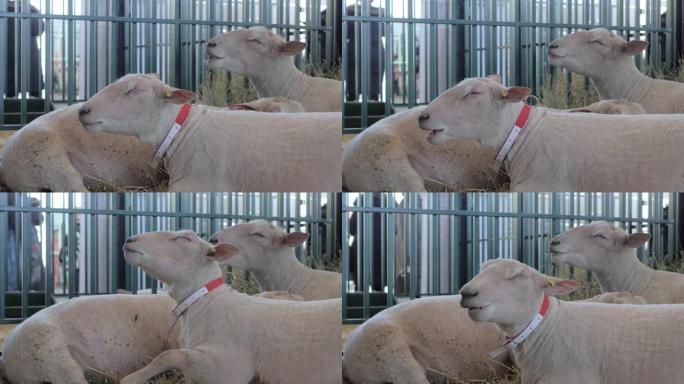 在动物展览，贸易展览会上吃干草的白羊群