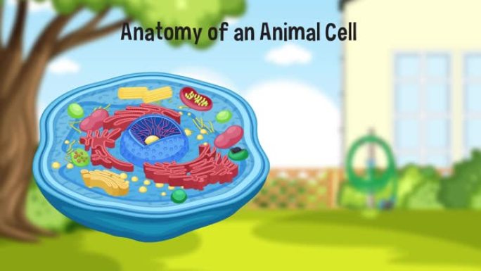 动物细胞图的解剖。
