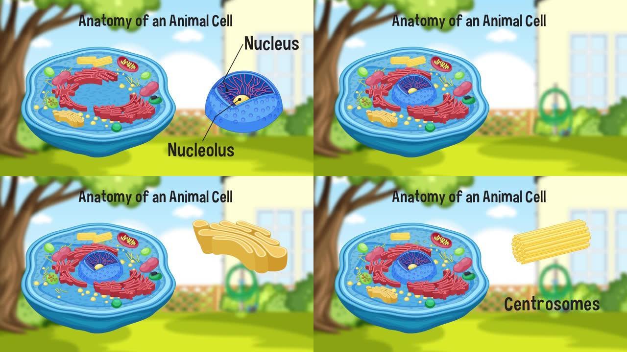 动物细胞图的解剖。