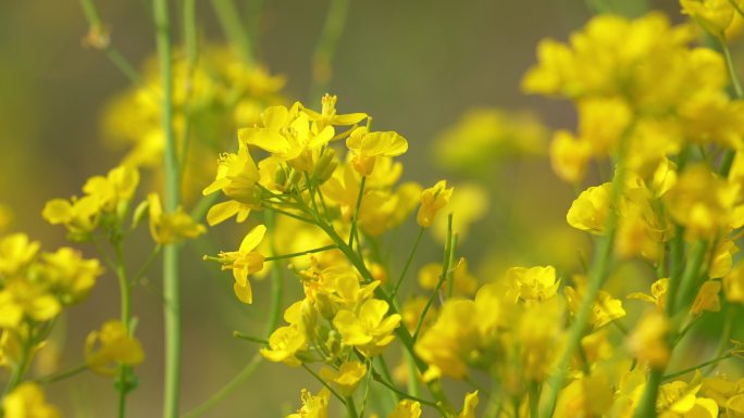 油菜花