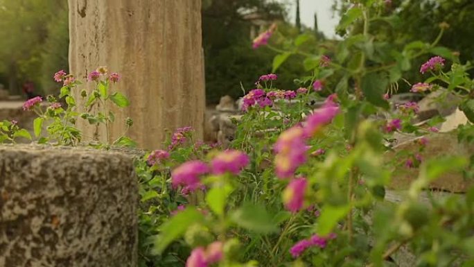 杂草和花朵生长在废弃建筑物的废墟上，腐烂