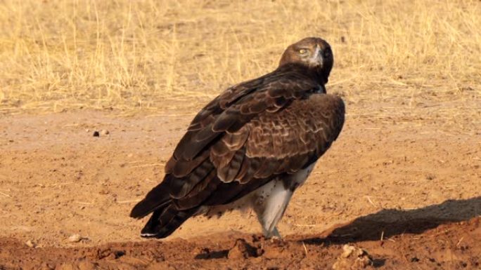 武术之鹰，Polemaetus bellicosus，位于南非Kgalagadi跨界公园