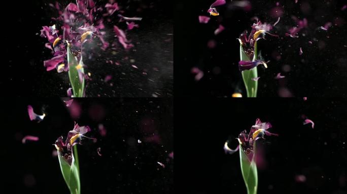 花在慢动作中爆炸。