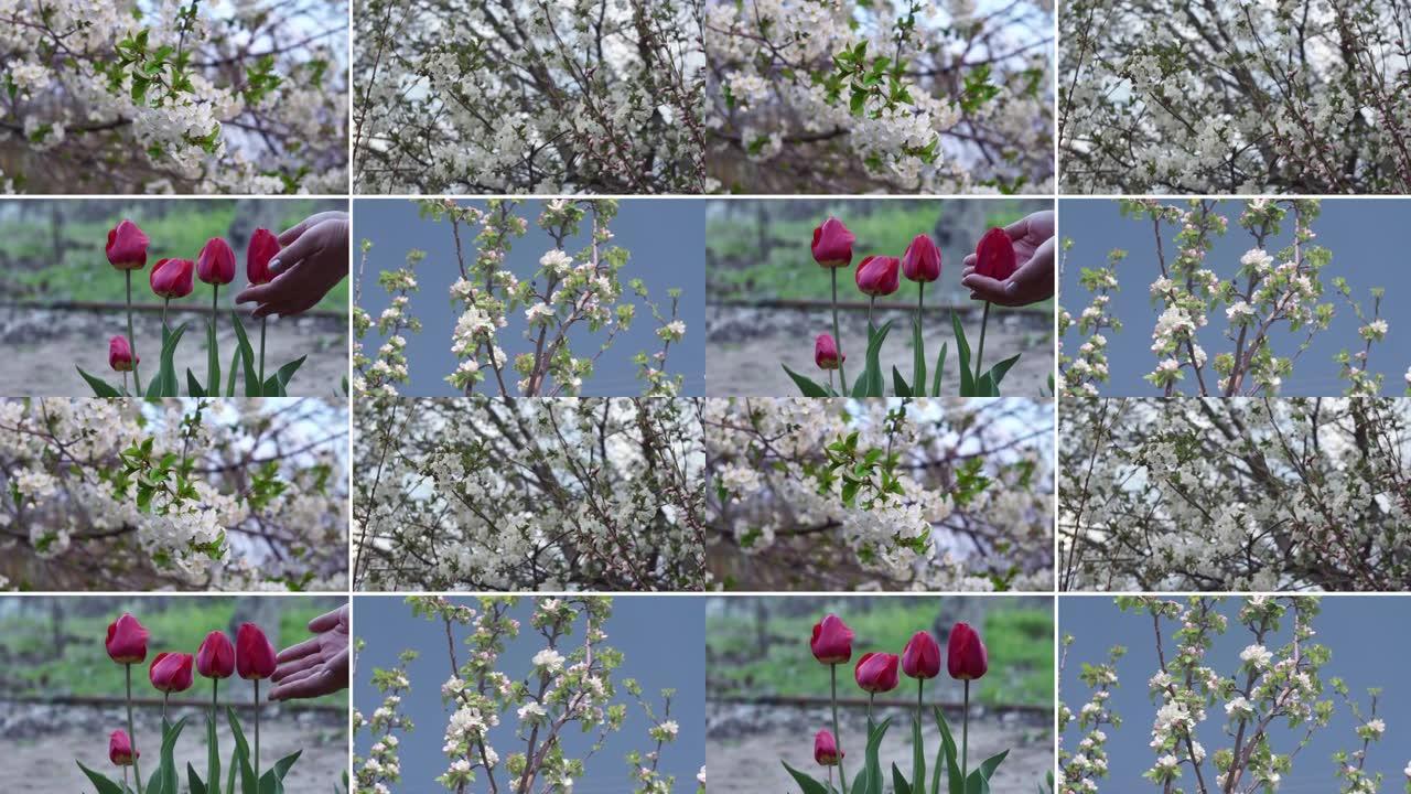 不同春天的花朵和开花的树，春天和夏天的天气的拼贴视频。