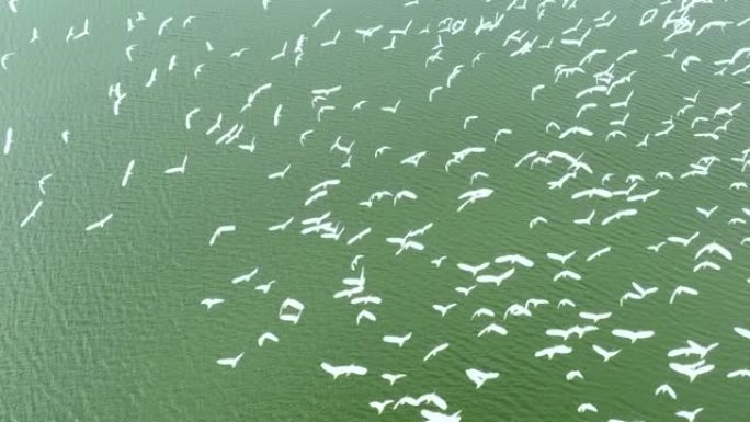 鸟儿飞过湖面的鸟儿鸟瞰图。