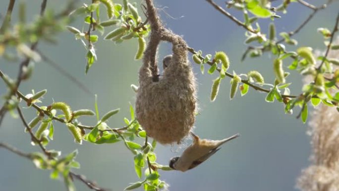 欧亚摆线山雀在美丽的晴天将巢挂在树枝上