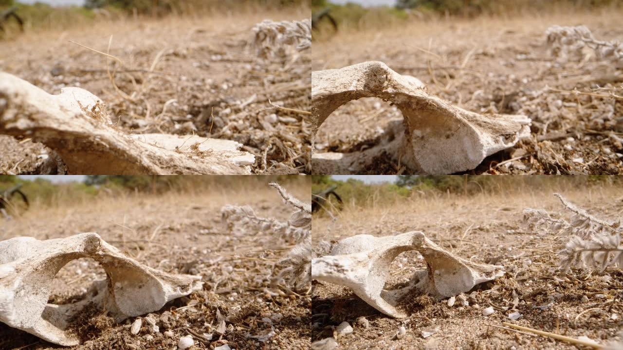 半沙漠动物的白骨躺在阳光下。多莉滑块极限特写。