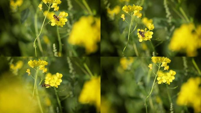 蜜蜂从芥菜菜子花慢动作中收集花蜜。