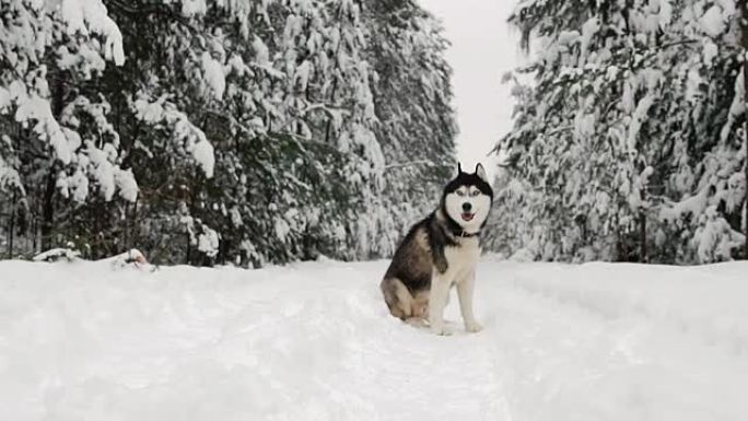 西伯利亚哈士奇坐在森林中，在冬季森林的背景下。森林里美丽的冬日狗