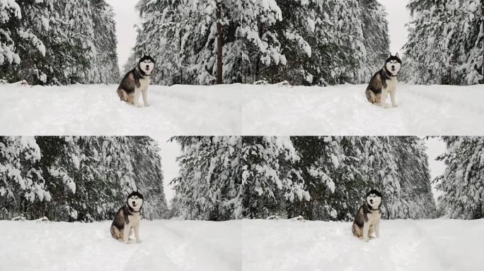 西伯利亚哈士奇坐在森林中，在冬季森林的背景下。森林里美丽的冬日狗