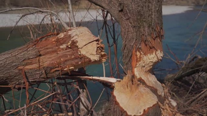 在阳光明媚的春季天气中，德国慕尼黑伊萨尔河岸上的一个浮子损坏了树木。海狸在山河附近啃咬断树。被海狸宠