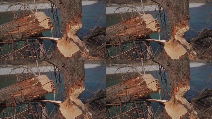 在阳光明媚的春季天气中，德国慕尼黑伊萨尔河岸上的一个浮子损坏了树木。海狸在山河附近啃咬断树。被海狸宠