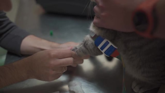 在兽医诊所用爪子注射器给猫接种疫苗。兽医给宠物注射。动物医院宠物的治疗和免疫。猫拜访兽医进行定期检查